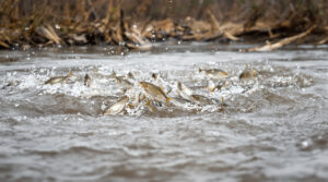River herring swimming upstream in a muddy Kansas river during spring flood, with fish leaping through rippling water and grassy banks in the background.